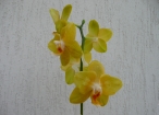 Orchideenstab
